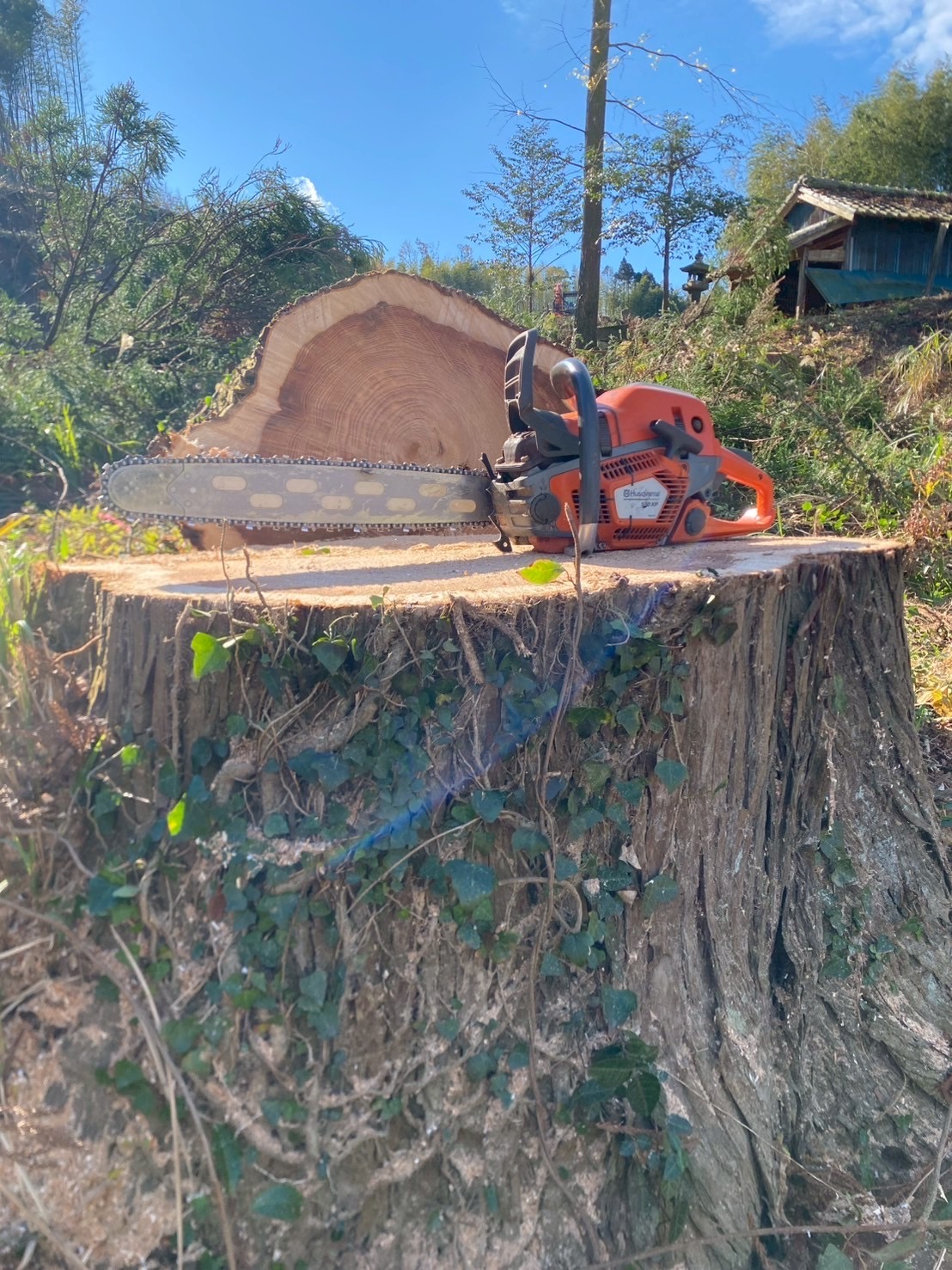 再造林への配慮