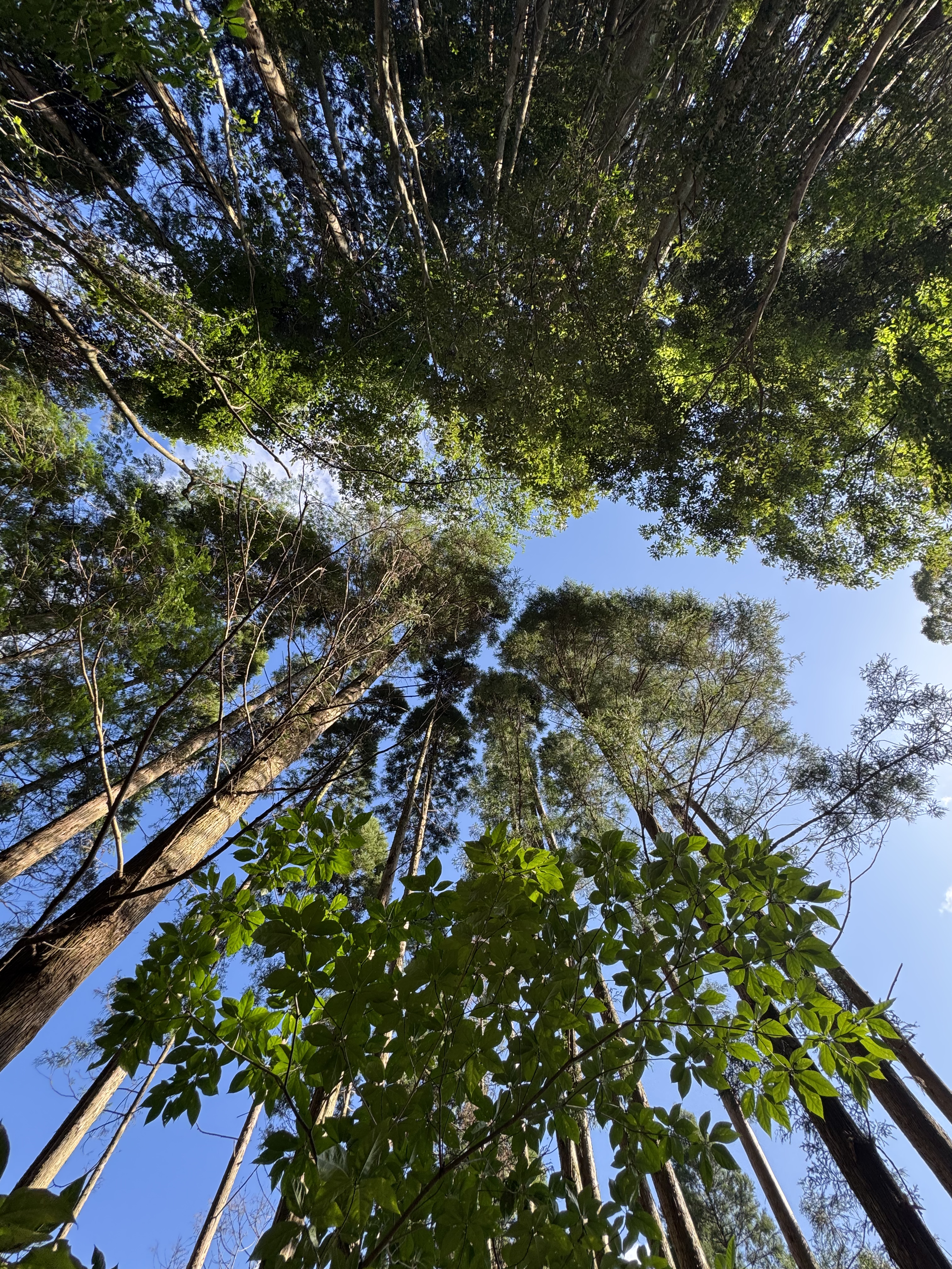 甲斐林興の森林作業風景1