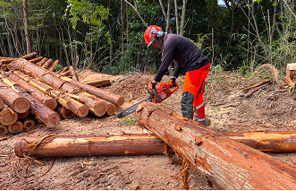 伐採作業の様子