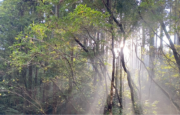 林業の業務内容